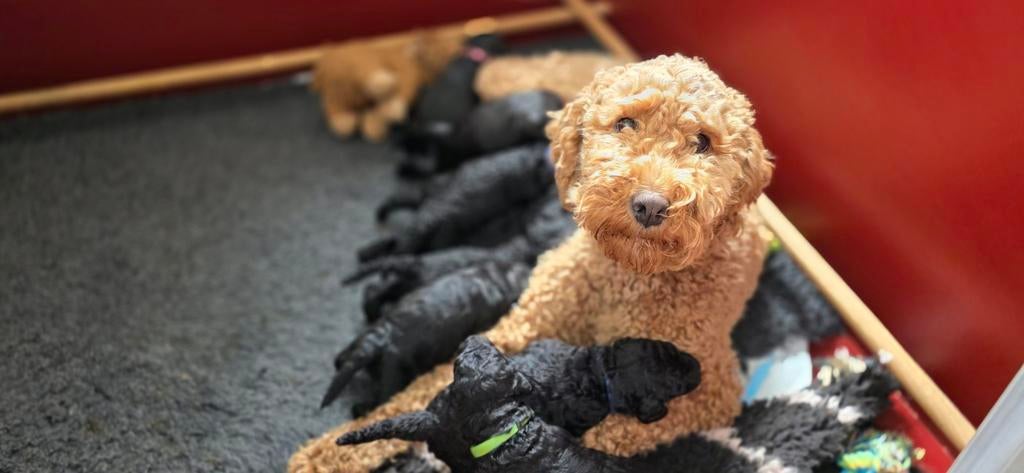 Labradoodle pups, 8 tot 15 weken, Meerdere dieren, Eén hond, Middel