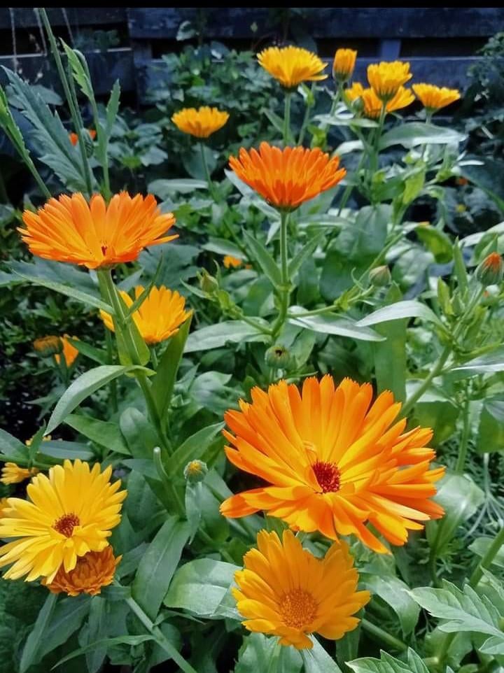 Calendula officinalis - Goudsbloem zaden, Ophalen of Verzenden, Voorjaar, Volle zon, Zaad