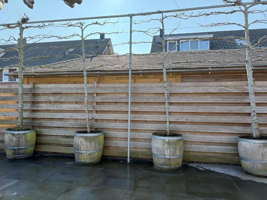 Metalen stellage (RVS) voor leiden van leibomen, Ophalen, Gebruikt, IJzer