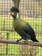 Witwang toerako te koop, Mannelijk, Parkiet