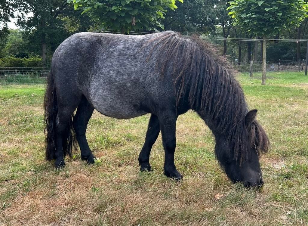 TER DEKKING: Roan shetlander hengst, Dieren en Toebehoren, Hengst