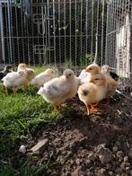 New hampshire en Sussex kuikens, Dieren en Toebehoren, Pluimvee, Kip
