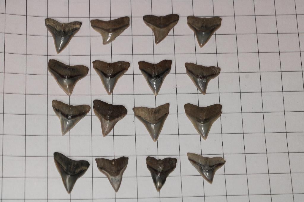 Haaientanden set, Verzamelen, Ophalen of Verzenden, Fossiel