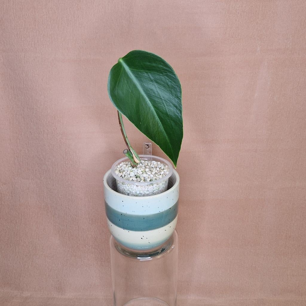 Monstera Sierrana 3, Overige soorten, Minder dan 100 cm, Groene kamerplant, Halfschaduw
