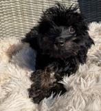 Mini austr Doodle, Parvo, 8 tot 15 weken, Eén hond, Nederland