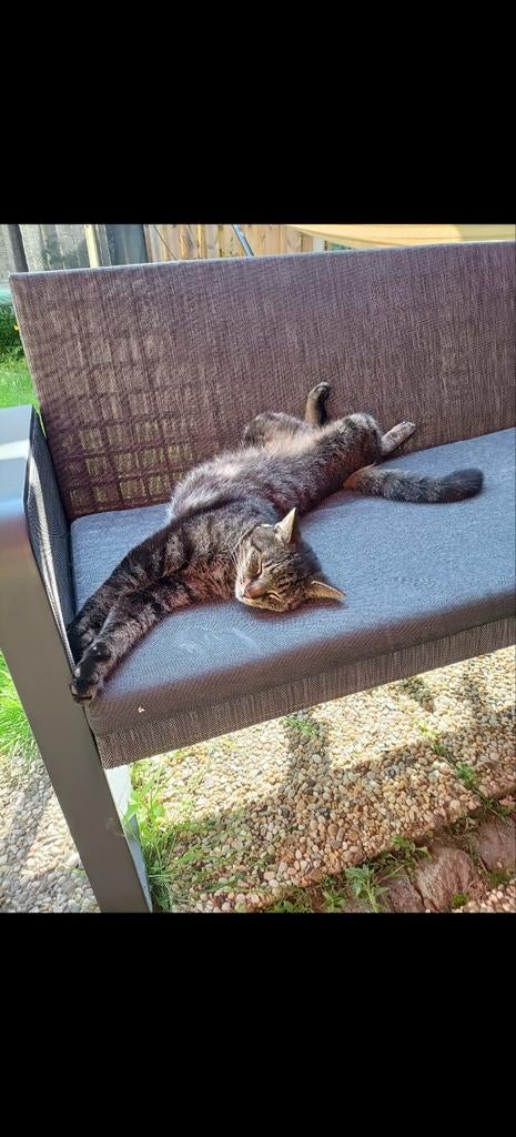 Cyperse kater 7 jaar zoekt huis met tuin en kattenluik, Kater