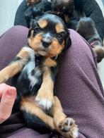 Cavelier/kooiker pups | 4 teefjes & 1 reu, Dieren en Toebehoren, Overige rassen, 8 tot 15 weken, Meerdere, Meerdere dieren