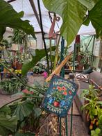 Florale-Extase Boskoop, Ophalen of Verzenden, Halfschaduw, Minder dan 100 cm