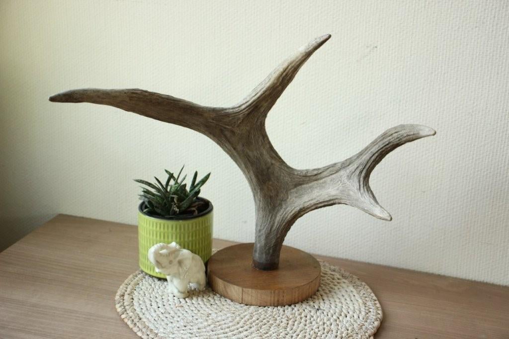 Taxidermie eland gewei, Verzamelen, Ophalen of Verzenden, Gebruikt, Hert, Gewei of Kop