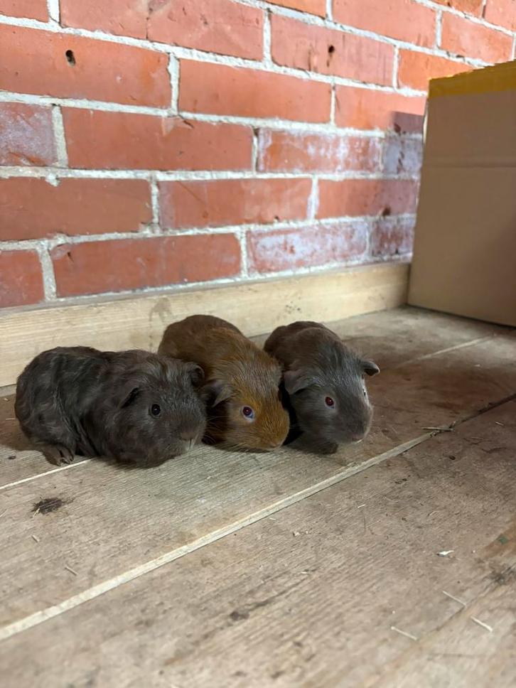 Cavia beertjes, Dieren en Toebehoren, Knaagdieren, Mannelijk, Cavia, Maart, Tam