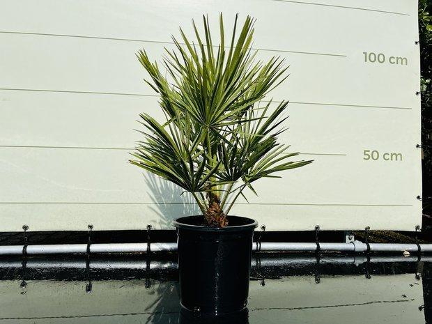 Palmboom - Chamaerops Humilis - hoogte 75 cm, Tuin en Terras, Planten | Bomen, Palmboom, Minder dan 100 cm, Halfschaduw, Zomer