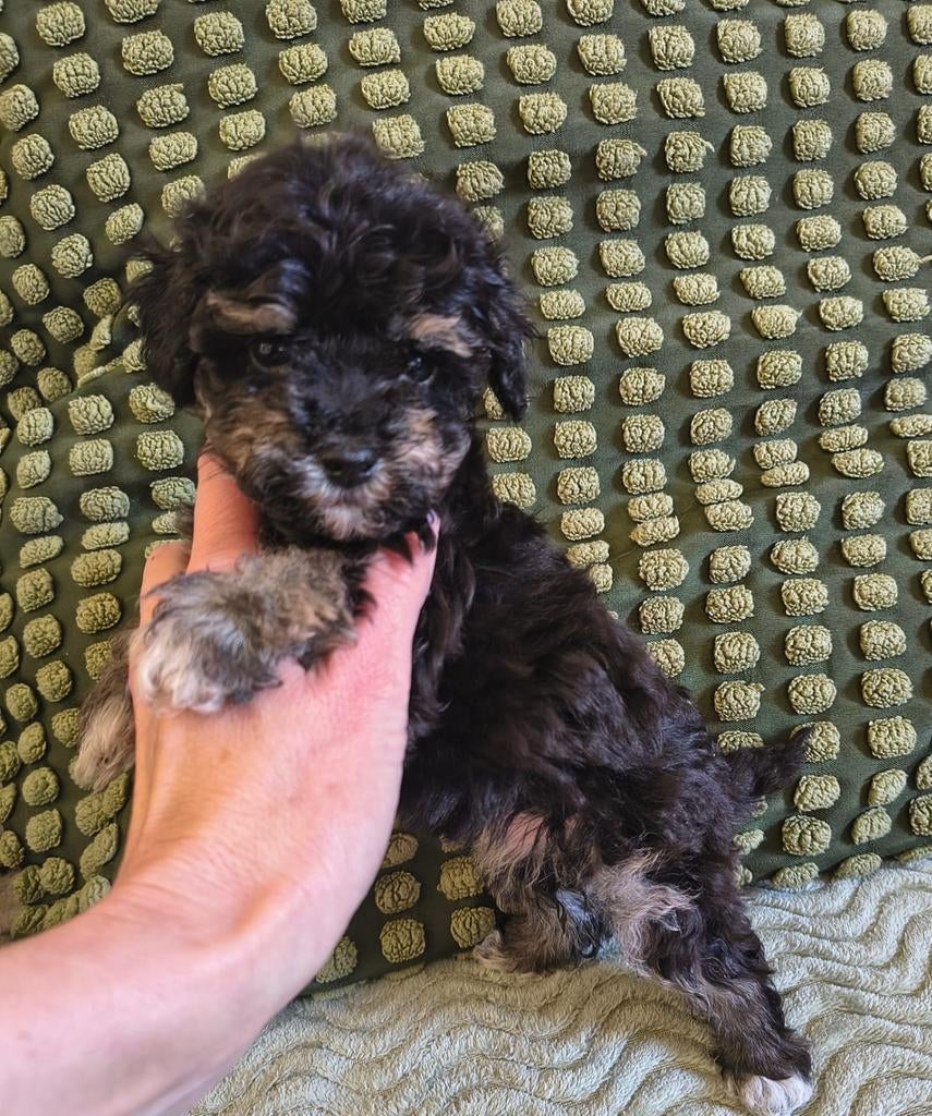 Prachtige Toy Poedel pups te koop (2 teefjes), Dieren en Toebehoren, Poedel, Parvo, 8 tot 15 weken, Teef