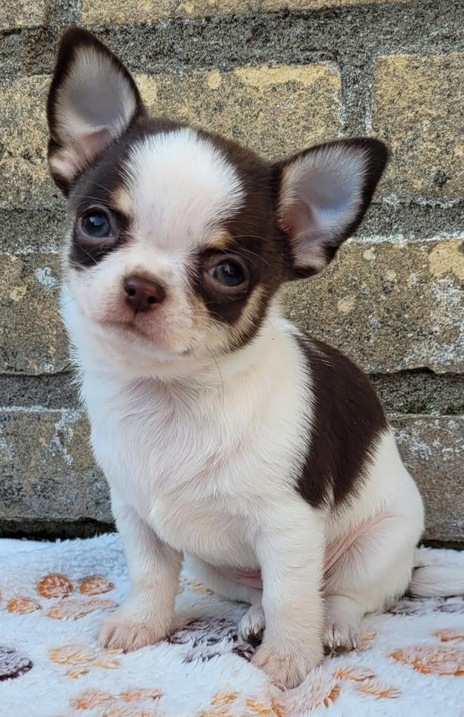 Zeer lief aanhankelijk chihuahua Reutje, Reu, Eén hond, Chihuahua, Nederland