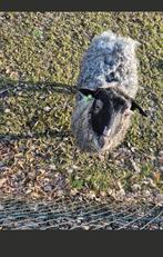 Gotlandpels rammen, Mannelijk, Schaap