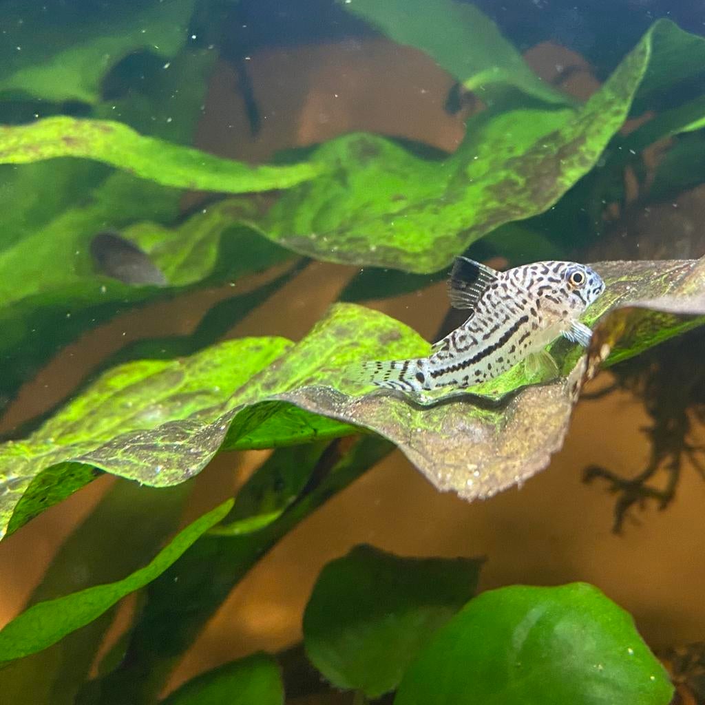 Julii corydoras, Vis, Zoetwatervis, Schoolvis