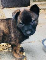 KNPV Hollandse herder pups, 8 tot 15 weken, Parvo, Meerdere, Meerdere dieren