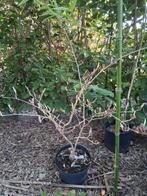 Hamamelis mollis toverhazelaar, Ophalen, Overige soorten, Volle zon