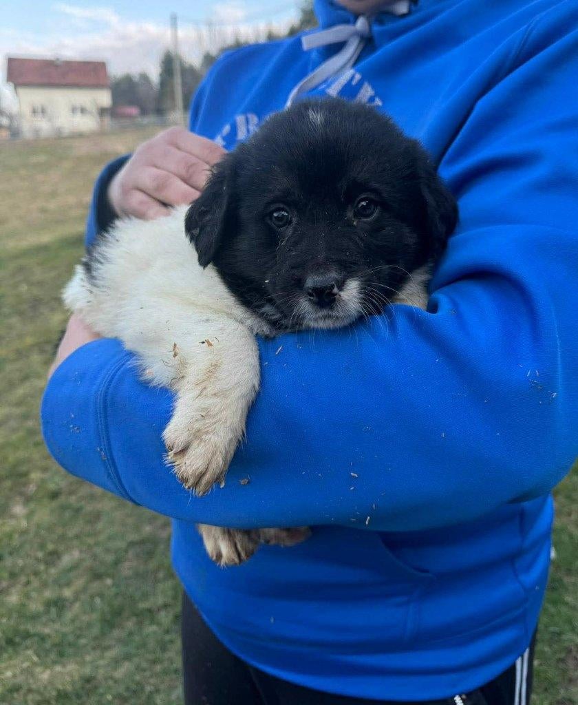 Peanut – een klein en lief meisje op zoek naar een thuis, Particulier, 15 weken tot 1 jaar, Buitenland, Teef