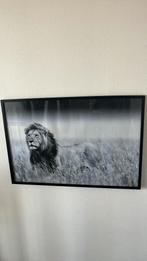 Schilderijlijst met poster leeuw, Ophalen, Zo goed als nieuw, Foto of Poster, 75 cm of meer