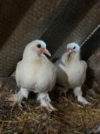 Jonge Takla duiven te koop, Meerdere dieren, Tuimelaar of Roller