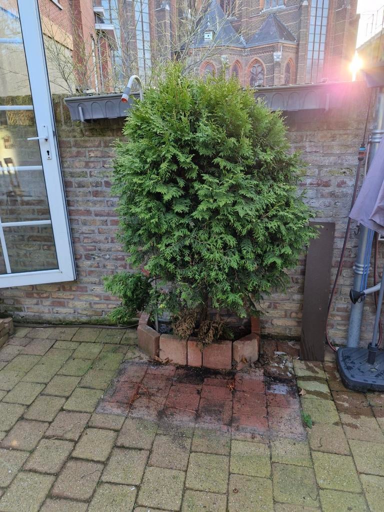 Conifeer, Tuin en Terras, Planten | Bomen, Ophalen, Bloeit niet, Halfschaduw, Overige soorten