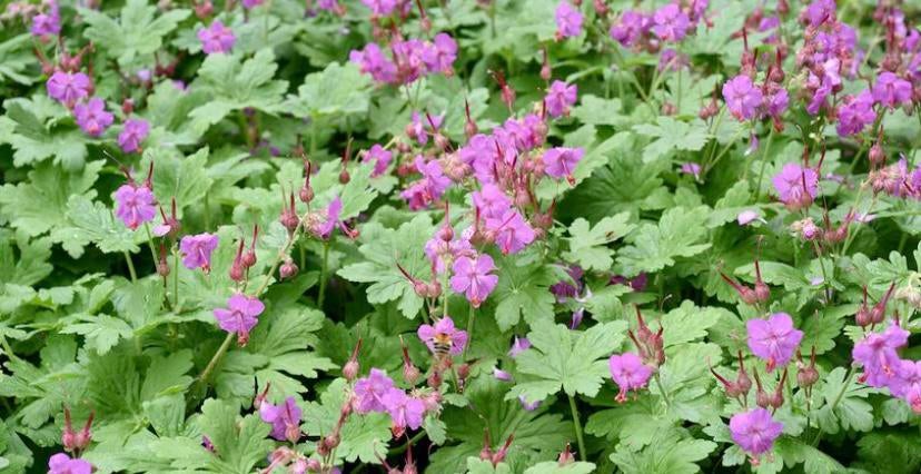 Tuingeraniums - macrorrhizum, Ophalen of Verzenden, Overige soorten, Volle zon
