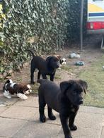 Labrador, Hollandse herder pups, Dieren en Toebehoren, Honden | Herdershonden en Veedrijvers, 8 tot 15 weken, Parvo, Meerdere
