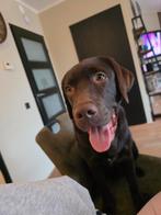 Lieve bruine Labrador 8 maanden, Dieren en Toebehoren, Honden | Retrievers, Spaniëls en Waterhonden, Parvo, 15 weken tot 1 jaar