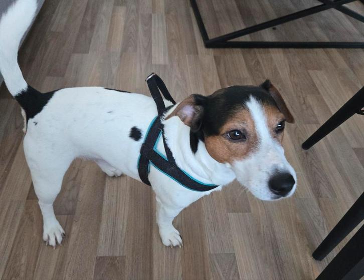 Gratis, Dieren en Toebehoren, Honden | Niet-rashonden, Reu, Particulier, Eén hond, Buitenland, 6 jaar of ouder, CDV (hondenziekte)