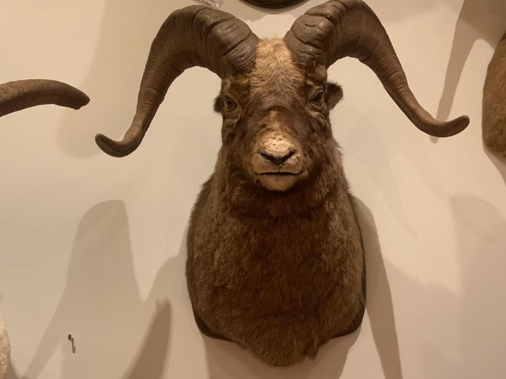 Te koop; opgezette Siberisch sneeuwschaap taxidermie, Verzamelen, Dierenverzamelingen, Ophalen of Verzenden, Zo goed als nieuw