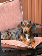 Binnenkort verwacht: prachtig nestje Teckel pups, Dieren en Toebehoren, Standaard, 8 tot 15 weken, Korthaar, Parvo