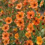 Zaden Geum Totally Tangerine, Tuin en Terras, Verzenden, Volle zon