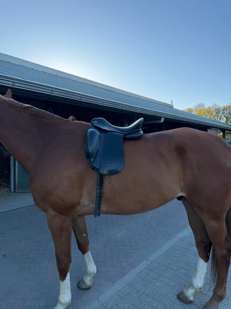 Kentaur Elektra Dressuurzadel NOG GEEN 2 JAAR OUD, Ophalen of Verzenden, Zo goed als nieuw, Dressuur