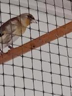 Putter sijs, Mannelijk, Bastaard