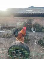 Jonge welsumer hanen, Dieren en Toebehoren, Pluimvee, Mannelijk, Kip