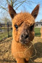 Lief alpaca hengstje, Dieren en Toebehoren, Juli, Mannelijk