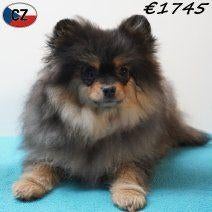 Keesjes - zachte pups te koop, Dieren en Toebehoren, Honden | Poolhonden, Keeshonden en Oertypen, Keeshond, 15 weken tot 1 jaar