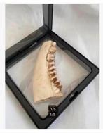 Hertenkaak tanden aan 7,5 cm in folie beschermijst 9 x 9 cm, Ophalen of Verzenden, Nieuw, Overige typen