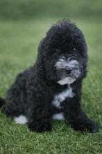 🥰Super vrolijke medium golden doodle x toy poedel pups🥰, Parvo, Overige rassen, 8 tot 15 weken, Meerdere