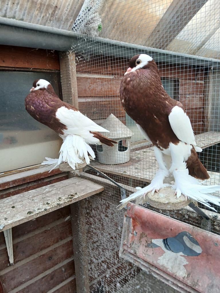 Tk gevraagt vv ekster kropper duivin rood of geel, Dieren en Toebehoren, Vogels | Duiven, Vrouwelijk, Kropper