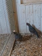 Te koop een ovj koppel blauwschup kwartels, Dieren en Toebehoren, Pluimvee, Meerdere dieren, Overige soorten