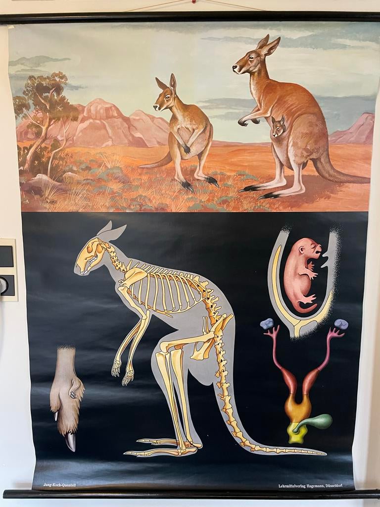 Schoolplaat Kangoeroe - Jung Koch Quentell, Antiek en Kunst, Antiek | Schoolplaten, Ophalen of Verzenden, Natuur en Biologie