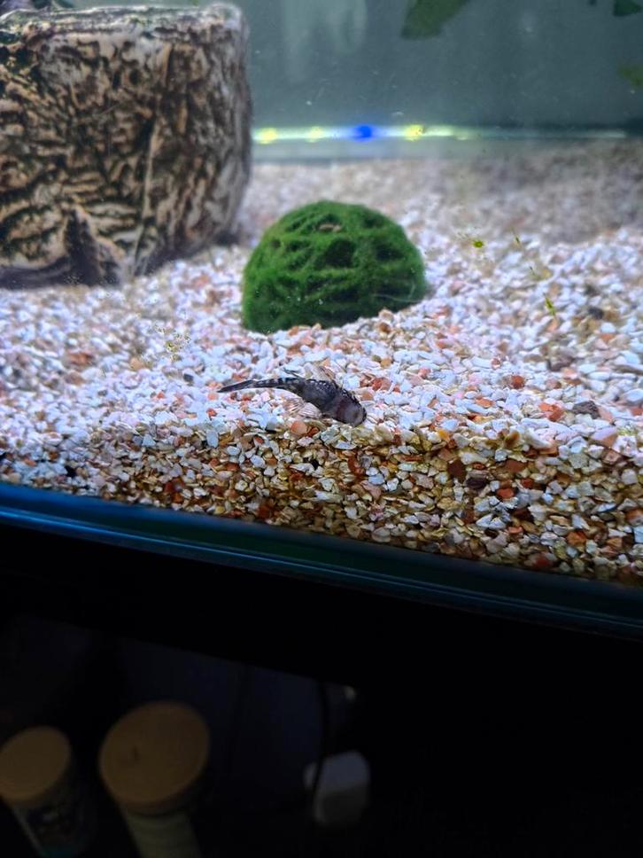 Super wichs aquarium, Dieren en Toebehoren, Vissen | Aquaria en Toebehoren, Gebruikt, Gevuld zoetwateraquarium, Ophalen