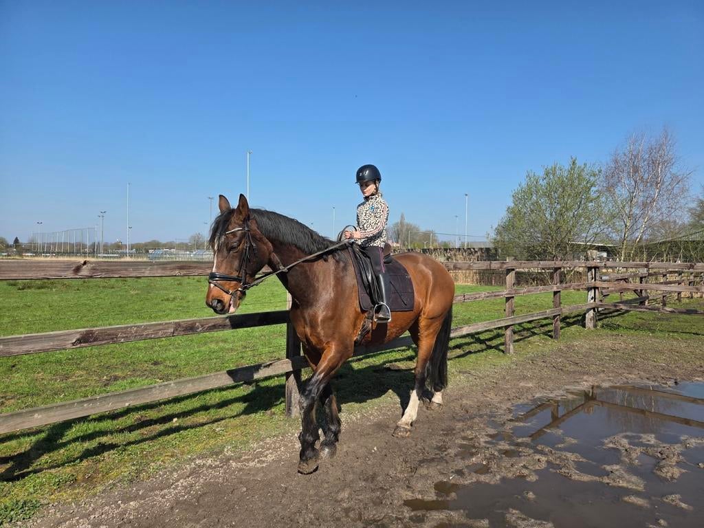 Gezocht: lieve familiepony voor onze meiden (4ever home), Dieren en Toebehoren, Pony's, Meerdere dieren, Zadelmak, Recreatiepony