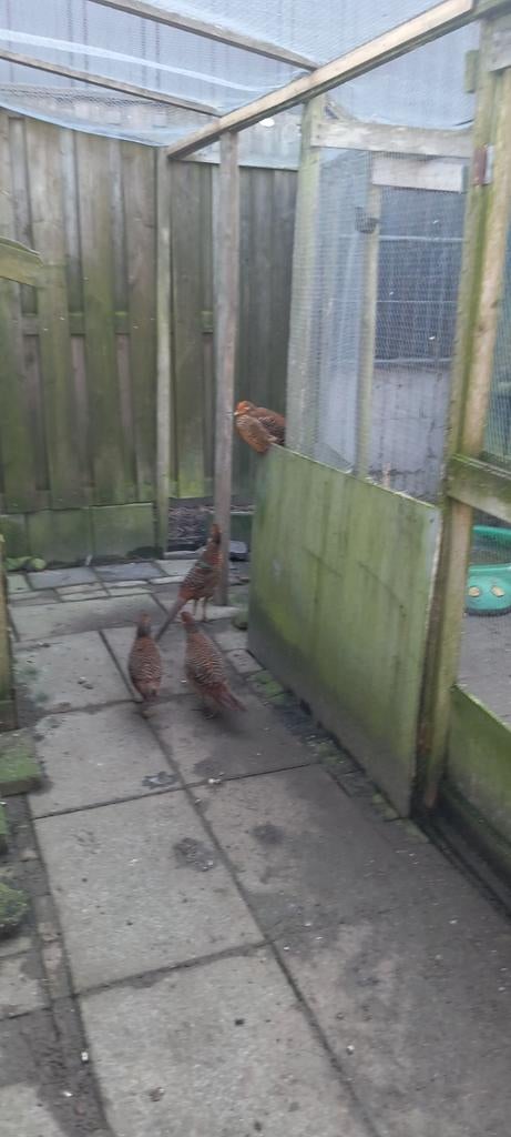 Jonge fazanten mannen, Dieren en Toebehoren, Pluimvee, Mannelijk, Overige soorten