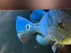 Cichla blue azul, Dieren en Toebehoren, Vis