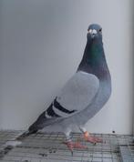 Postduif kleurpostduif kleurpostduiven, Dieren en Toebehoren, Vrouwelijk, Postduif