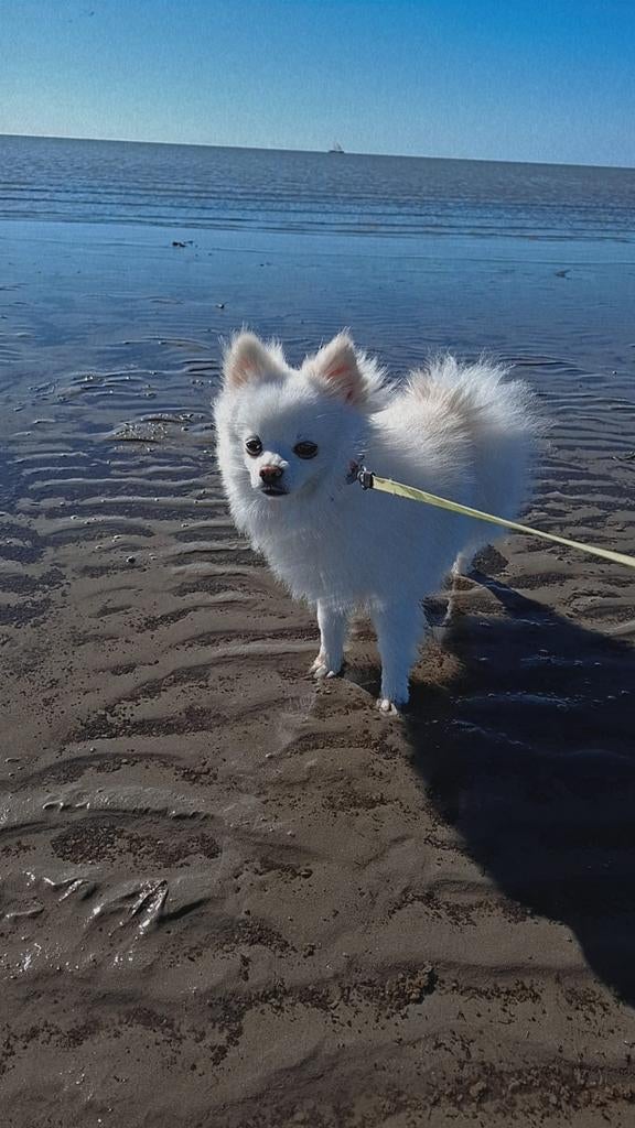 pomeriaan & maltezer, 1 tot 2 jaar, Parvo, Eén hond, Nederland