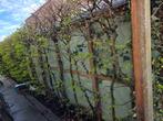*gratis* haagbeuk ca 10meter, Ophalen, Beukenhaag, Haag, 100 tot 250 cm