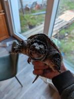 Bijtschildpad (Chelydra Serpentina), Ophalen of Verzenden